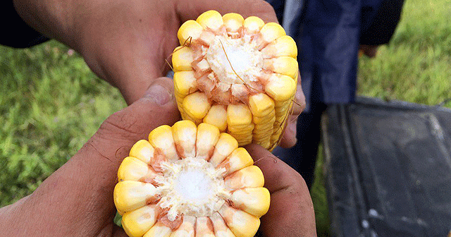 Ag Seasonal Corn