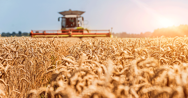 Blog header Combine harvesting wheat