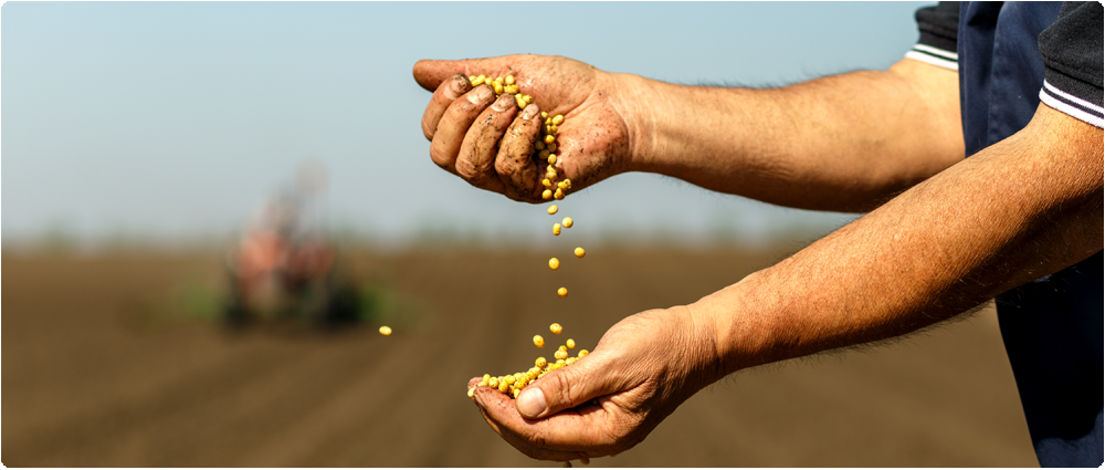 Farmers hands holding seeds