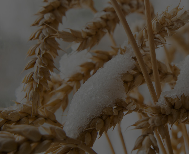 Winter Wheat Resource