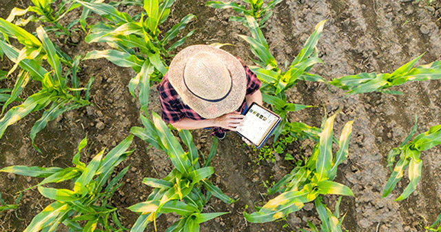 Blog header Aerial view of Farmer with tablet in cornfield