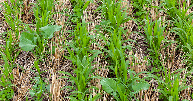 Cover Crops Blog header