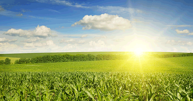 Sunny Cornfield