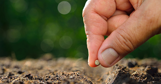 Hand holding seed